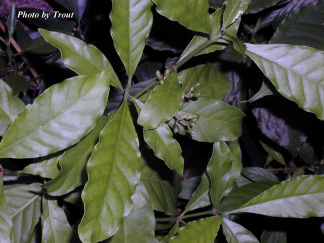 P. carthagenensis leaf Photo by Trout