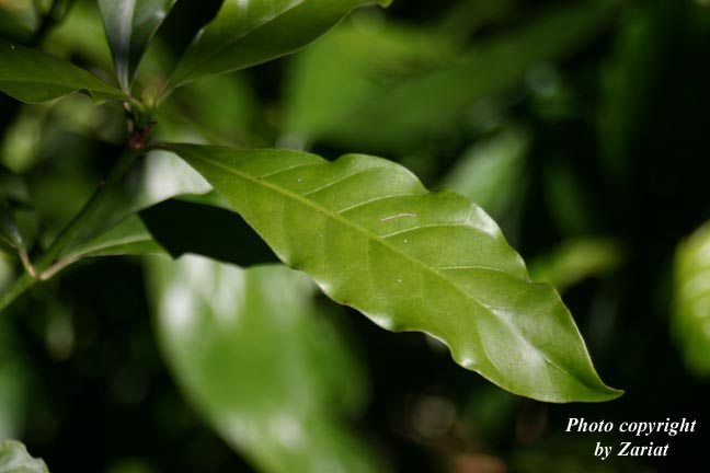 P. carthagenensis leaf Photo by Zariat