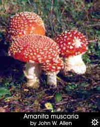 Amanita muscaria