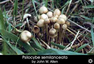 Psilocybe semilanceata