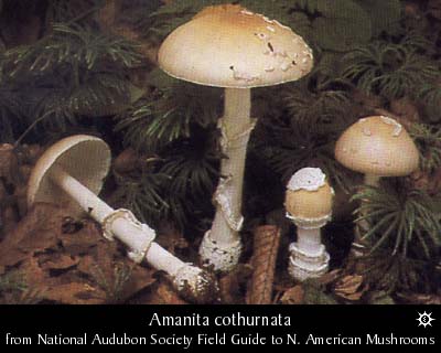 amanita_cothurnata.jpg