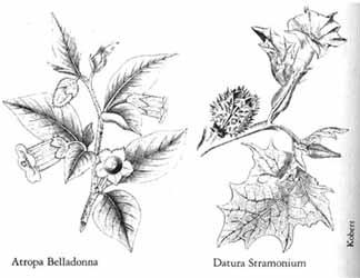 datura stramonium